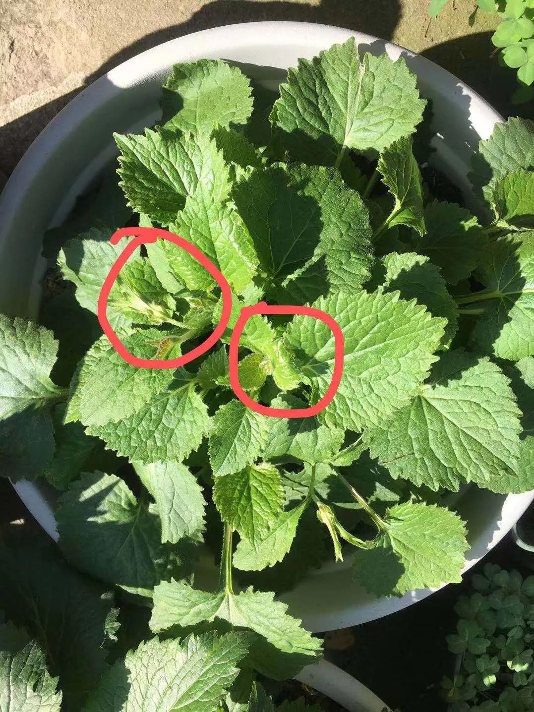 风铃草适合几月种,日本风铃耐寒温度是多少