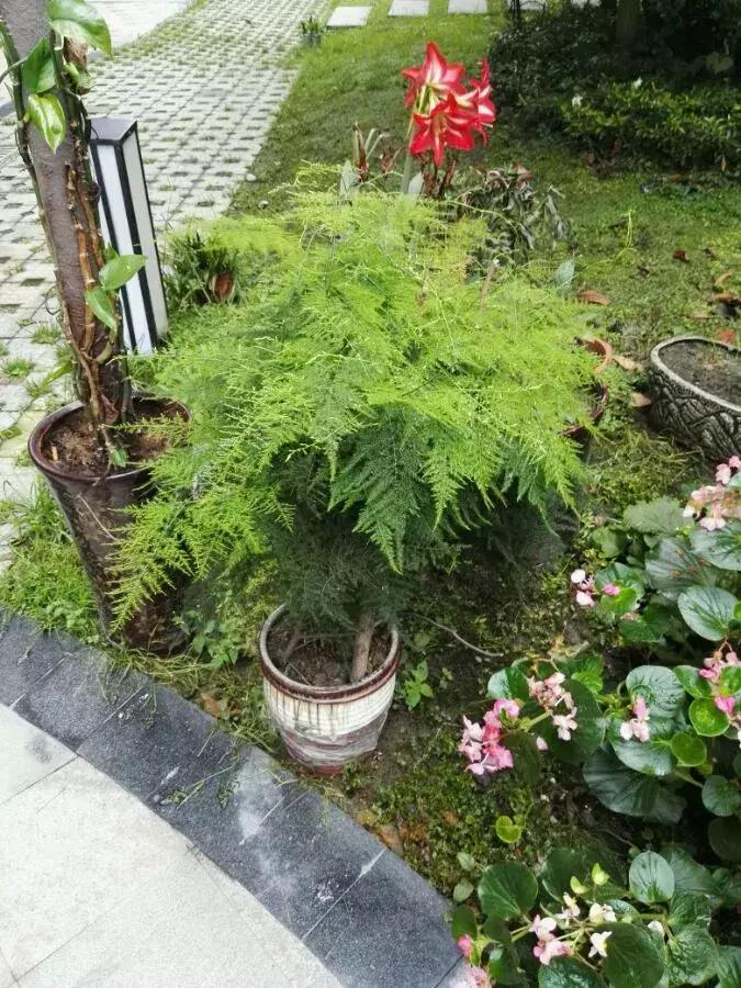 牛奶过期能浇哪些花卉植物,牛奶过期了怎么处理浇绿植