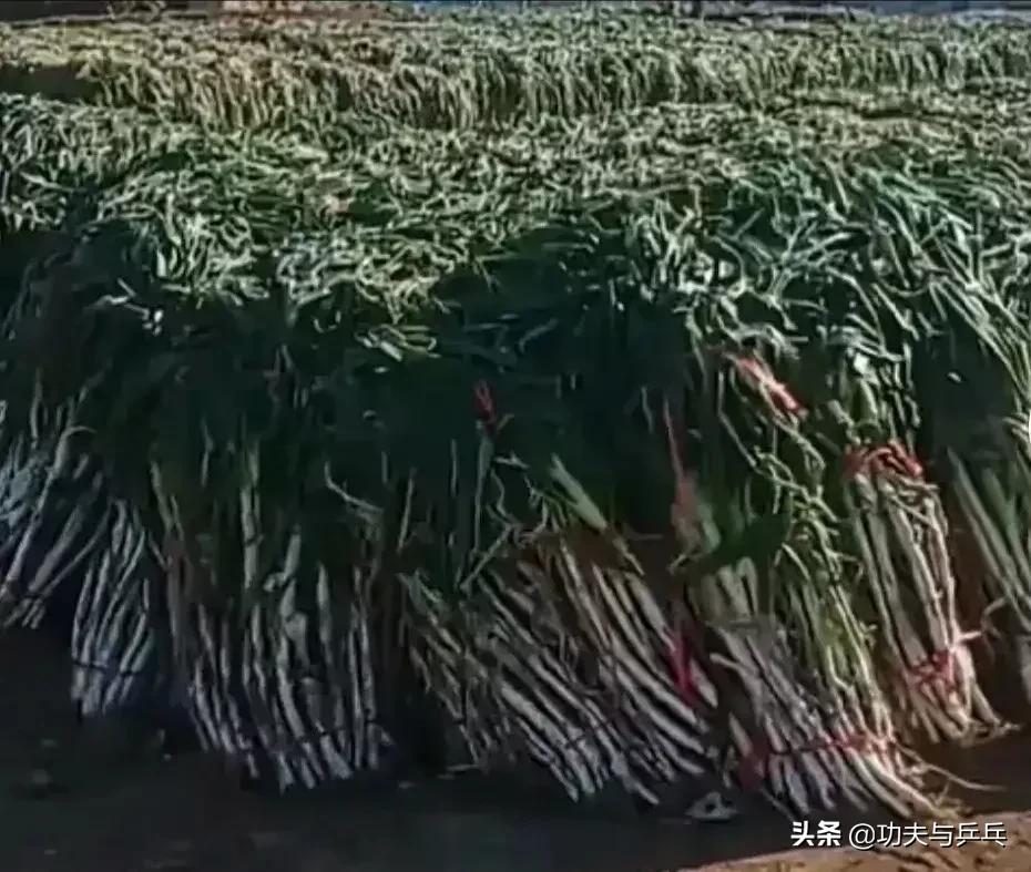 牛气“葱”天，看你还能牛多久？