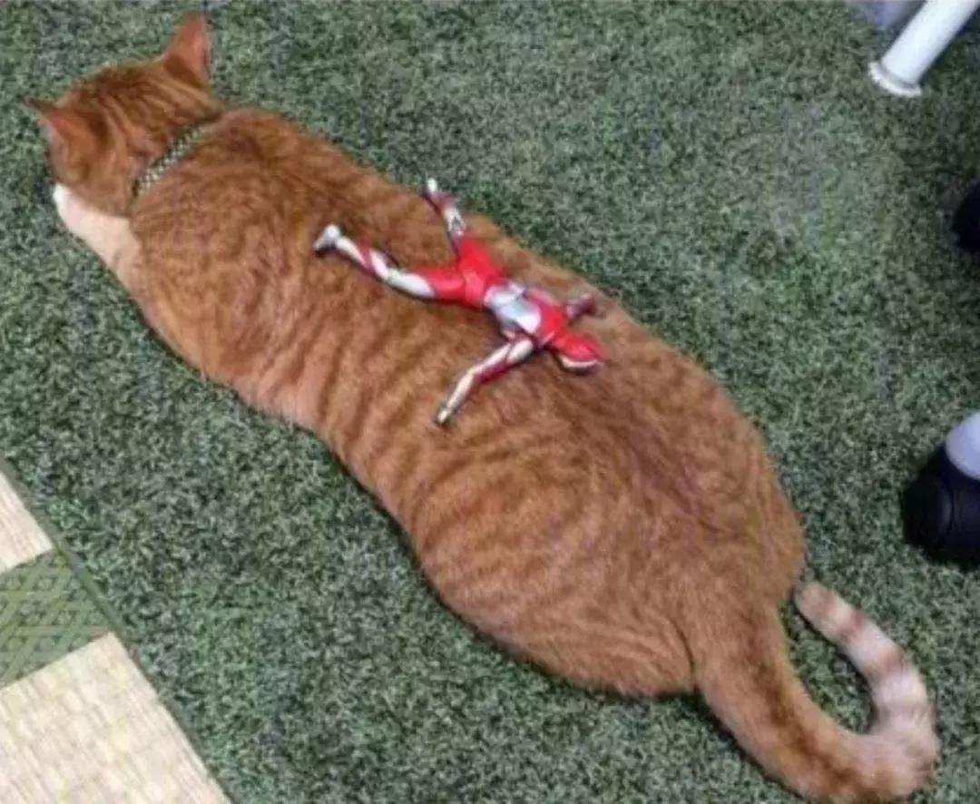 猫圈一定是魔咒吗,猫圈玄学黑猫