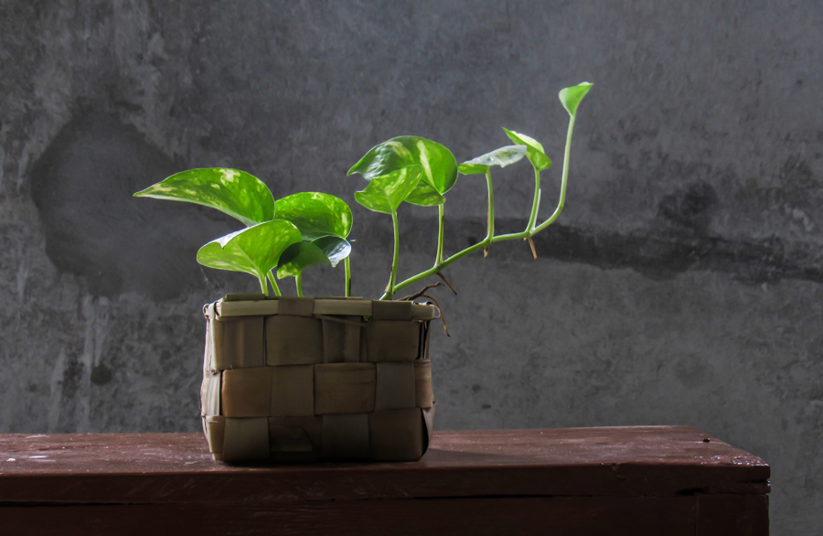 冬天吊兰绿萝扦插怎么养护,绿萝吊兰扦插多久发芽成活