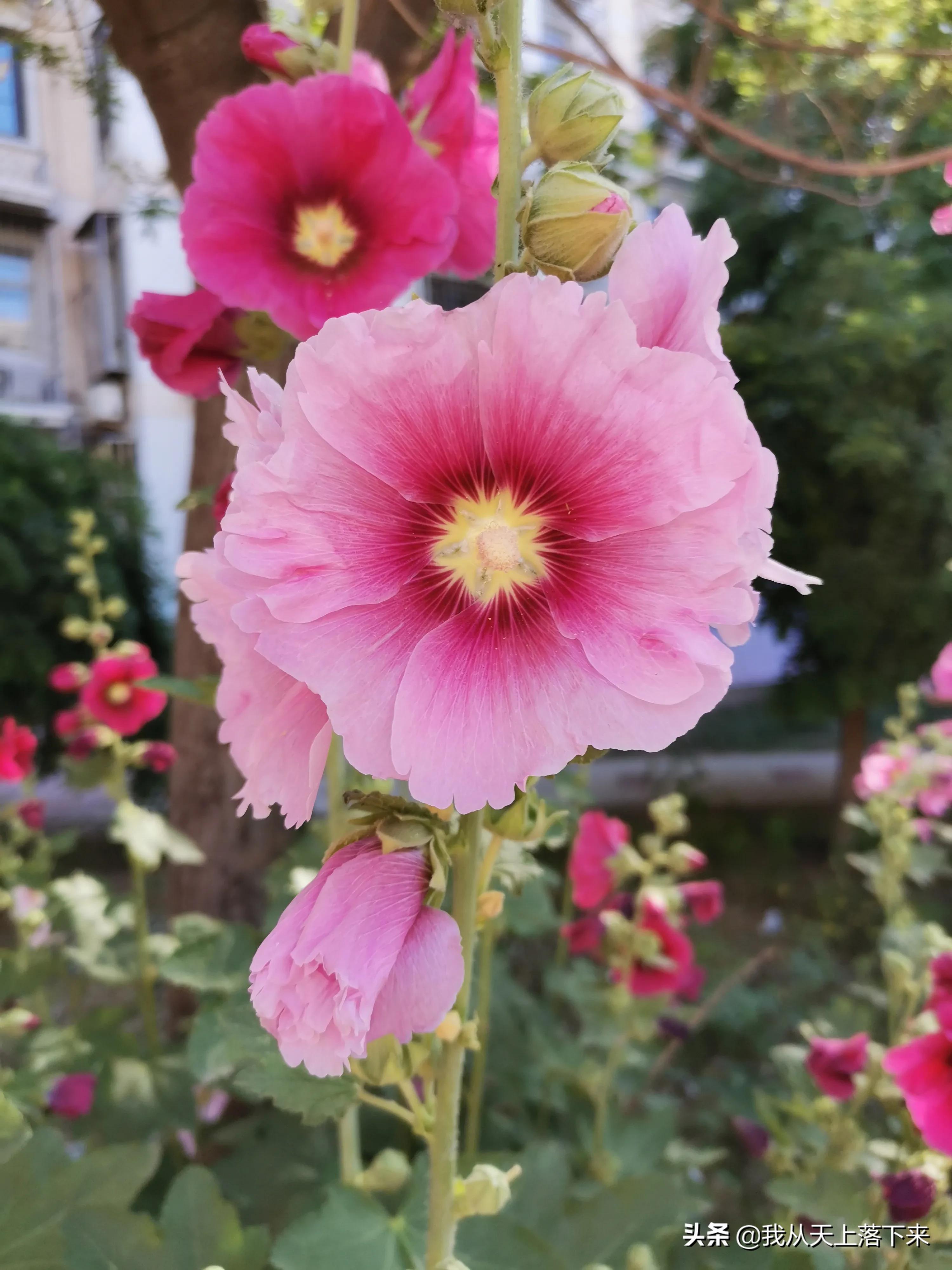 100张花朵美图,100张花图片大全