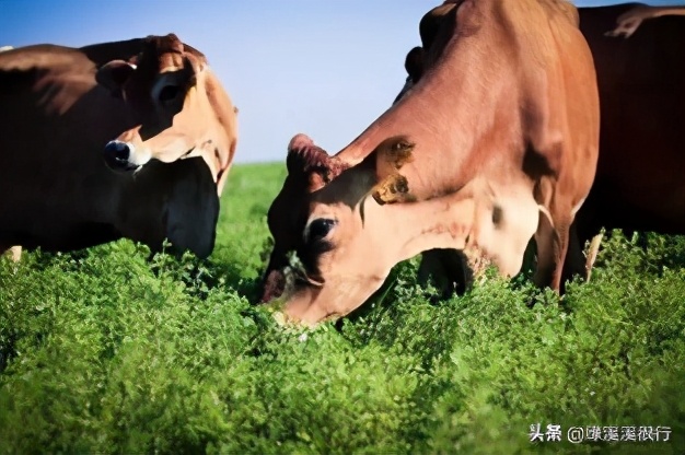 伊利金典娟姗纯牛奶冬日限定,a2纯牛奶和娟姗奶什么区别