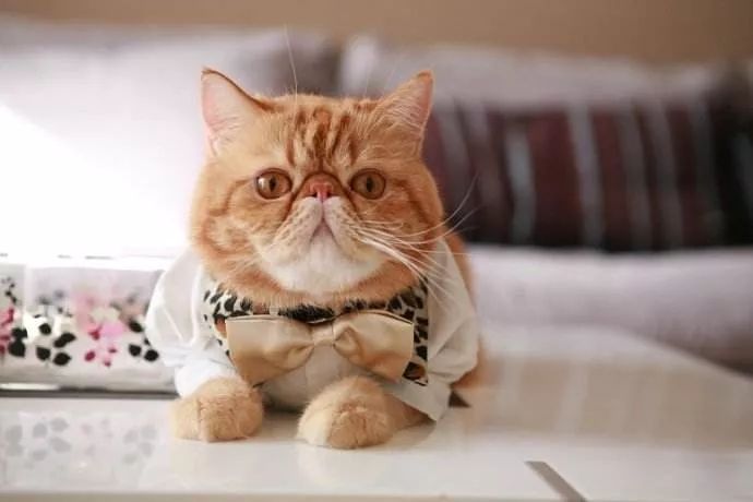 如何判断猫咪发烧,如何判断猫咪发了情