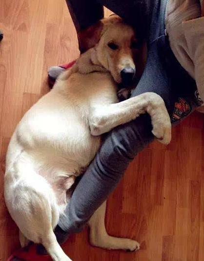 狗狗做出这五个动作是向你求救,狗狗这几个行为是在向宠主求救