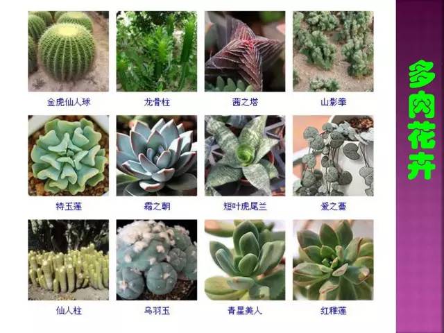 花卉大全500种观叶植物名称,1332种常见花卉植物图谱