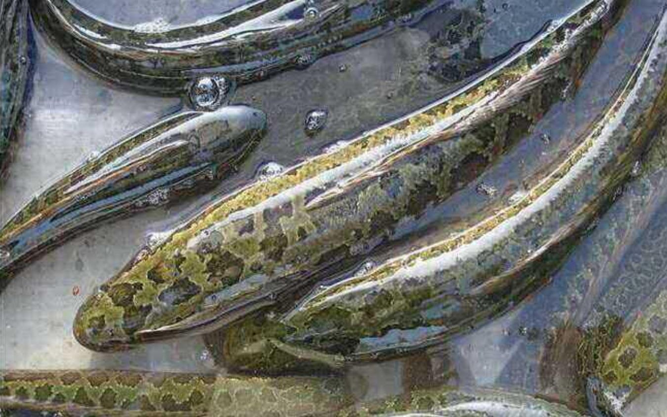 吃黑鱼要什么配料,黑鱼怎么吃好