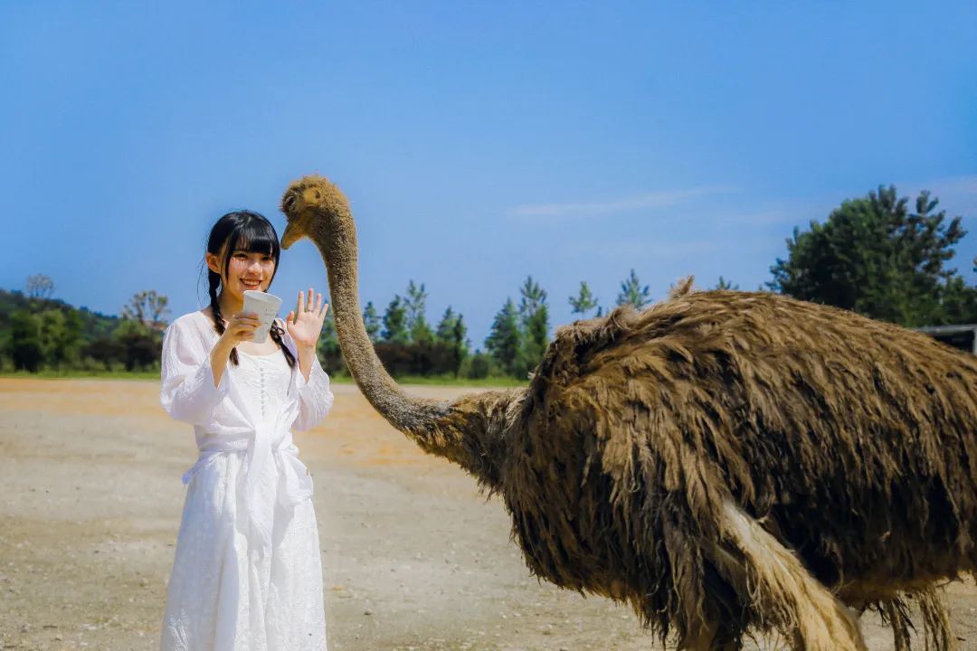 乘风破浪的姐姐们的真实感受,乘风破浪的姐姐们有多累