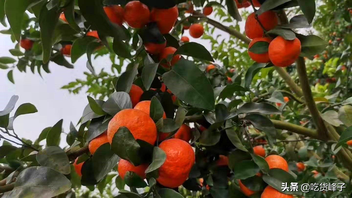 砂糖橘怎么选才是最甜的,买砂糖桔的注意事项