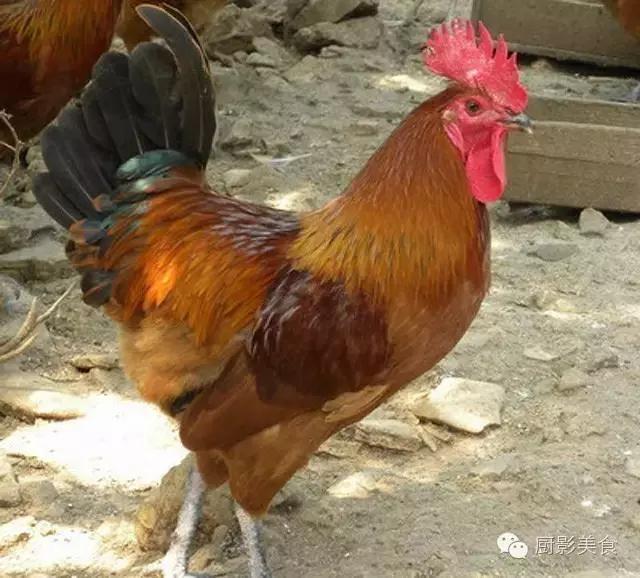 全世界的鸡都在这了，有你认识的吗？