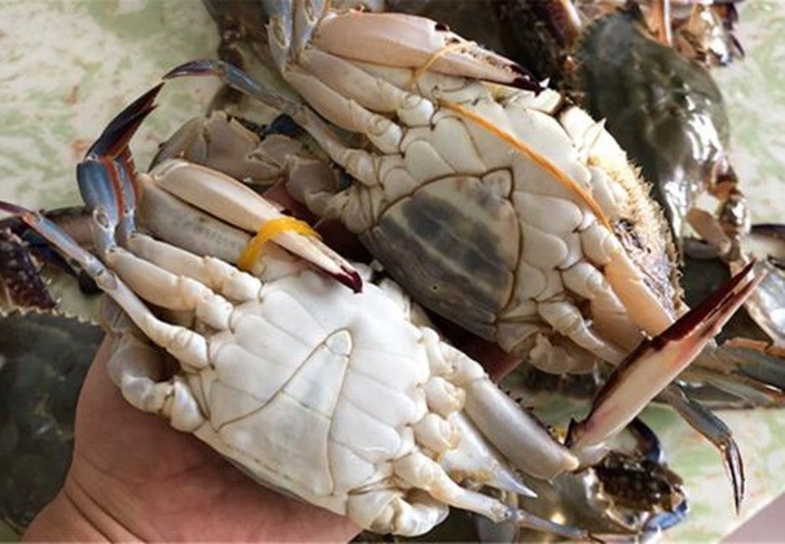 挑选梭子蟹的绝招小妙招,怎么挑梭子蟹新鲜