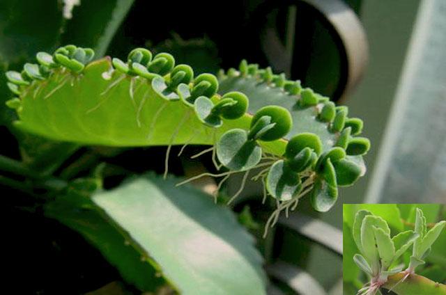 不死鸟植物大全,一种名叫不死鸟的植物