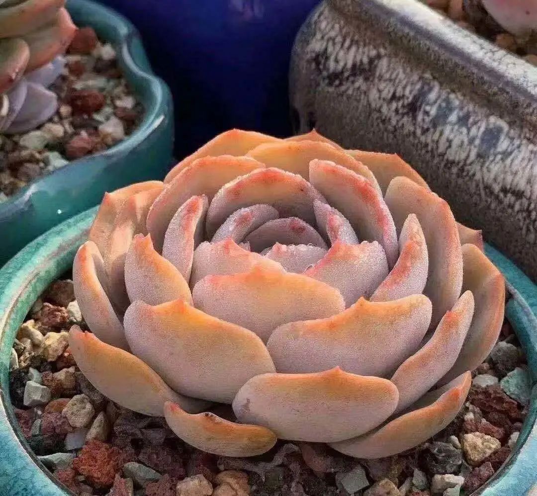 广州恒大莲花足球场建造,广州恒大足球场的设计效果图