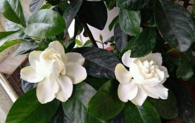 栀子花花苞不开怎么修剪,栀子花花苞不开就掉了怎么办