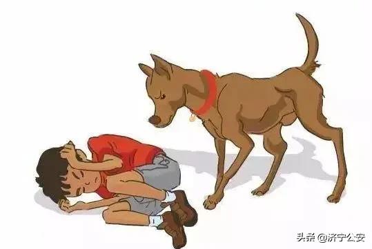 最新犬伤处置流程,关于犬伤处置