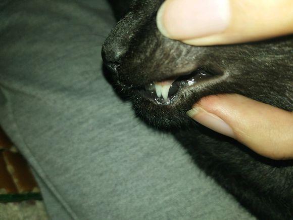 猫咪换牙牙齿是怎么样的,换牙期猫咪牙齿出血怎么办