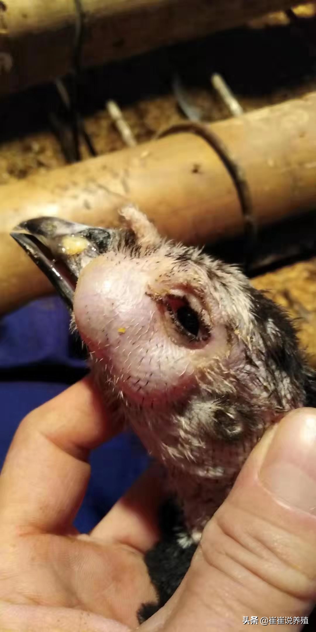 冬季肿头肿脸反反复复，了解原因和防治，这个办法很好使