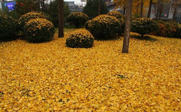 说心情不好无奈的句子,有些心事不能说的心情句子