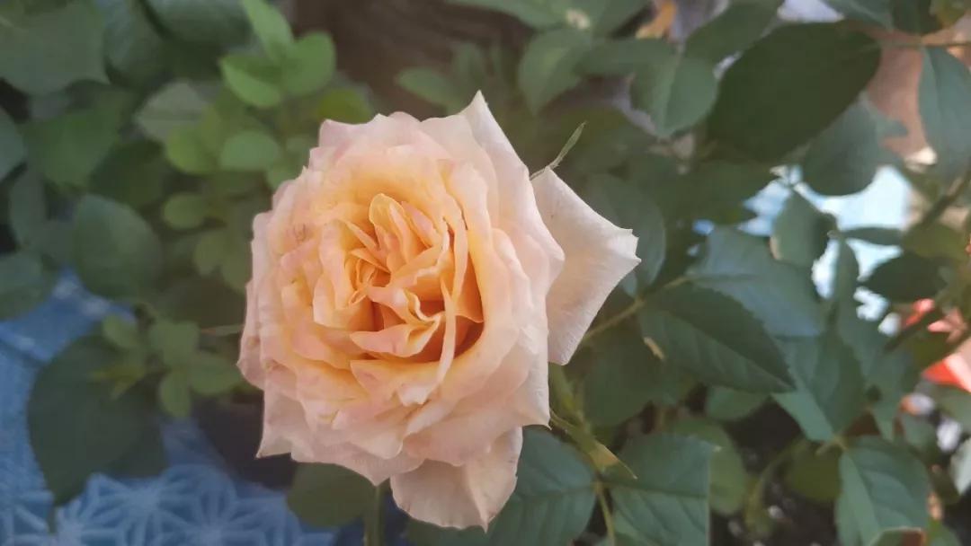 玫瑰什么时候养最好,玫瑰花束要怎么养