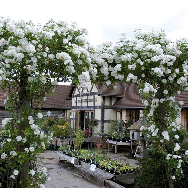 月季图鉴哪本书好,淘宝上最好养的月季品种