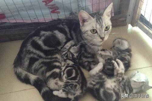 母猫难产应该怎么办,母猫难产有哪些原因