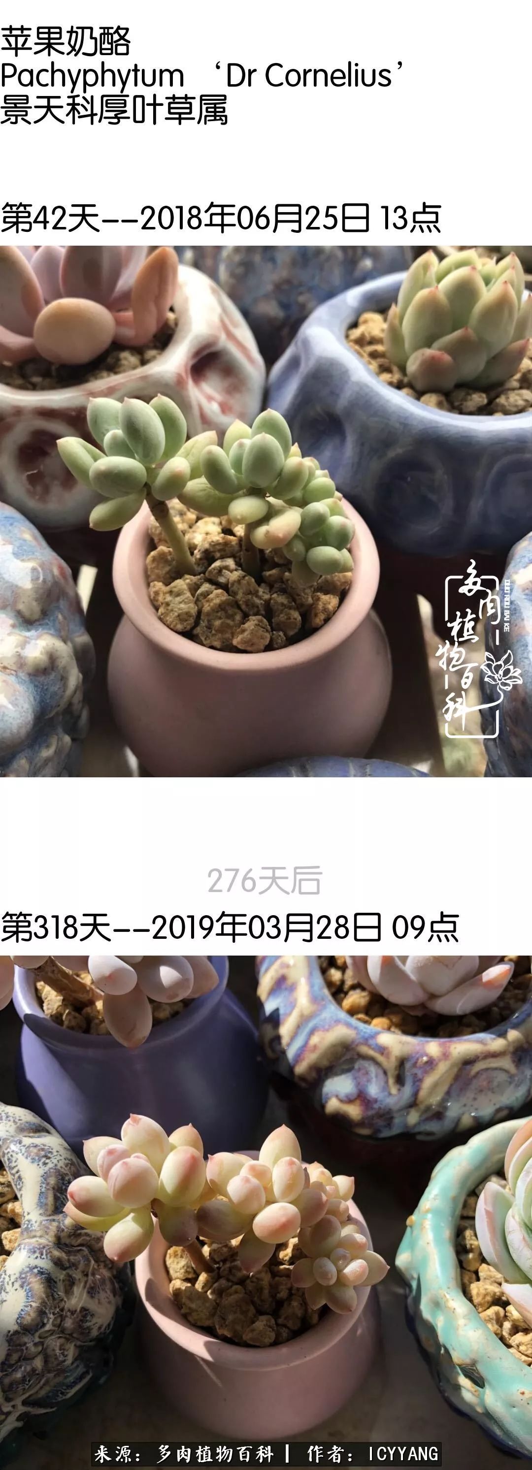 多肉隔着玻璃晒太阳效果好吗,隔着玻璃养的多肉照样长得好