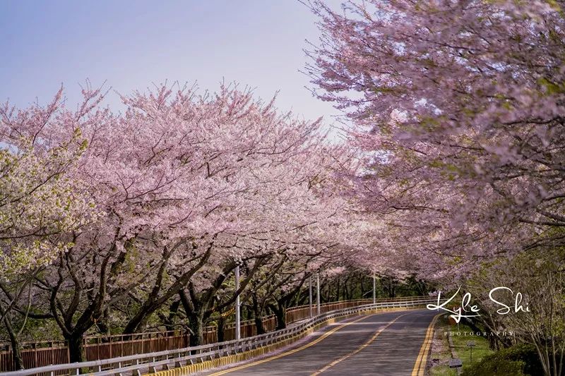 樱花季去京都怎么避免人太多,樱花季去日本旅行