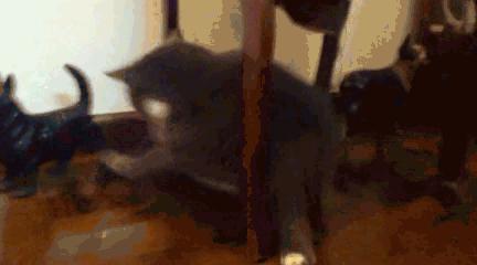 猫咪能看到鬼吗,猫咪能看到灵异东西吗