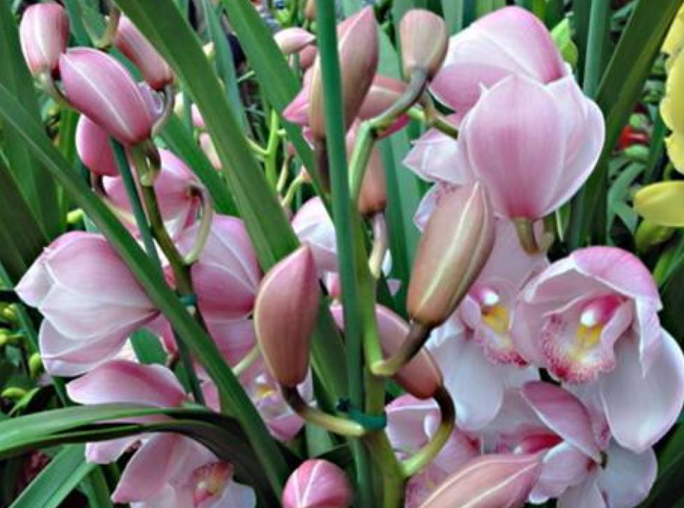 大蕙兰花开花后怎么养殖,蕙兰花年宵花怎么养好活