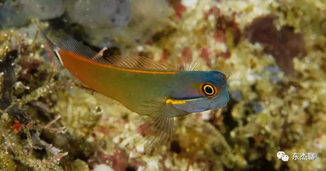 海缸控制弧菌,海缸控制有机物