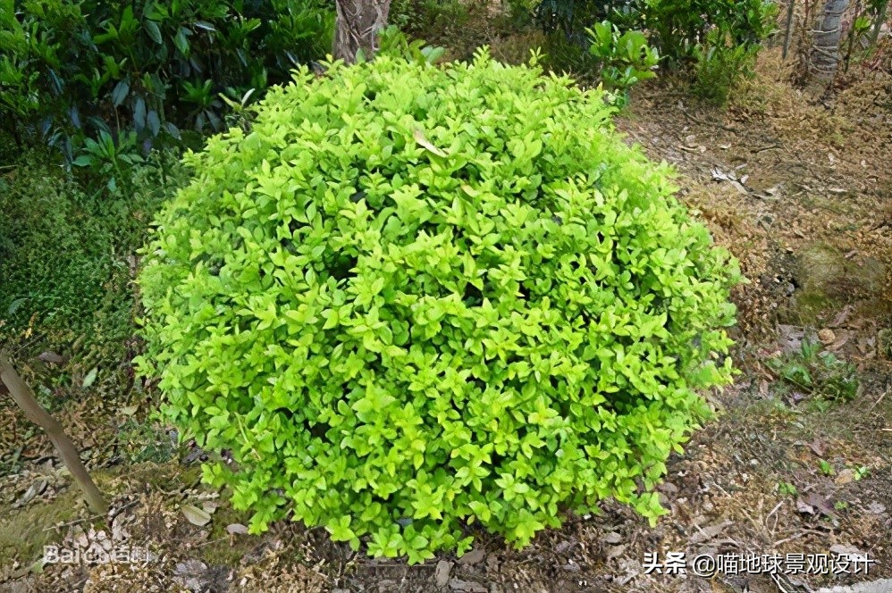 常见的灌木植物100种图片大全,灌木植物种类及图片