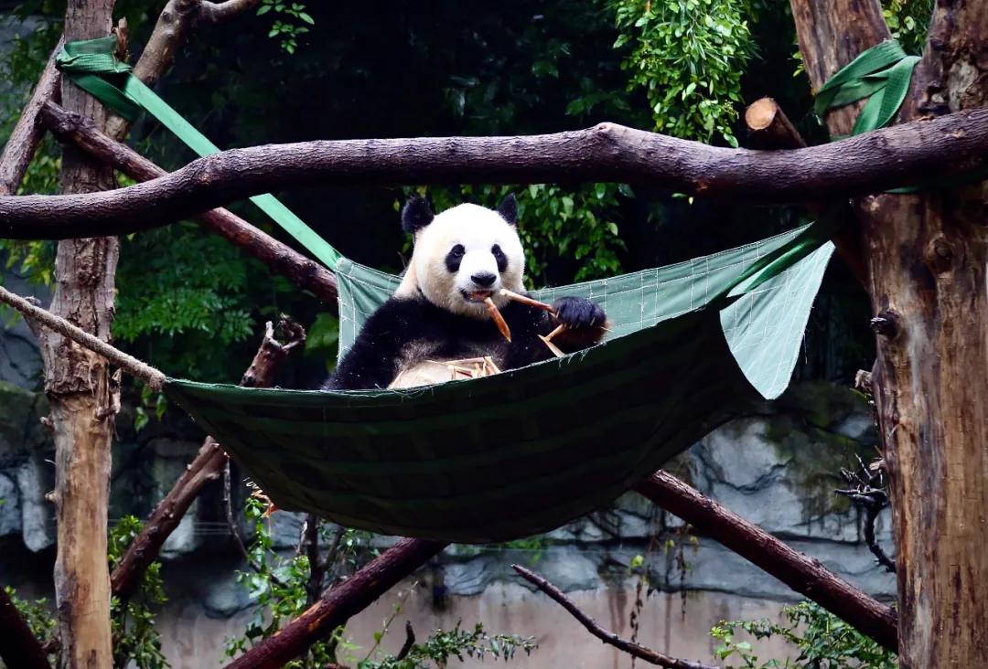 中国竹笋够不够熊猫吃,竹笋是熊猫吃的那种吗
