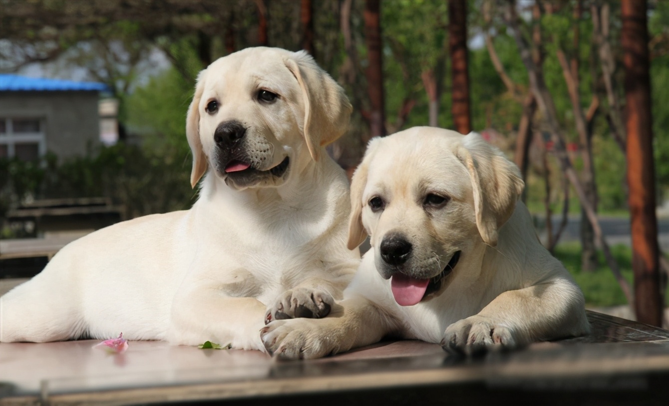 这几种狗狗堪称吞金兽太烧钱了,十大最聪明宜养不掉毛的小型犬