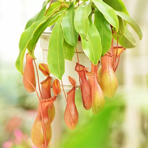 全部金木水火土五行五系植物介绍,五种植物代表五行