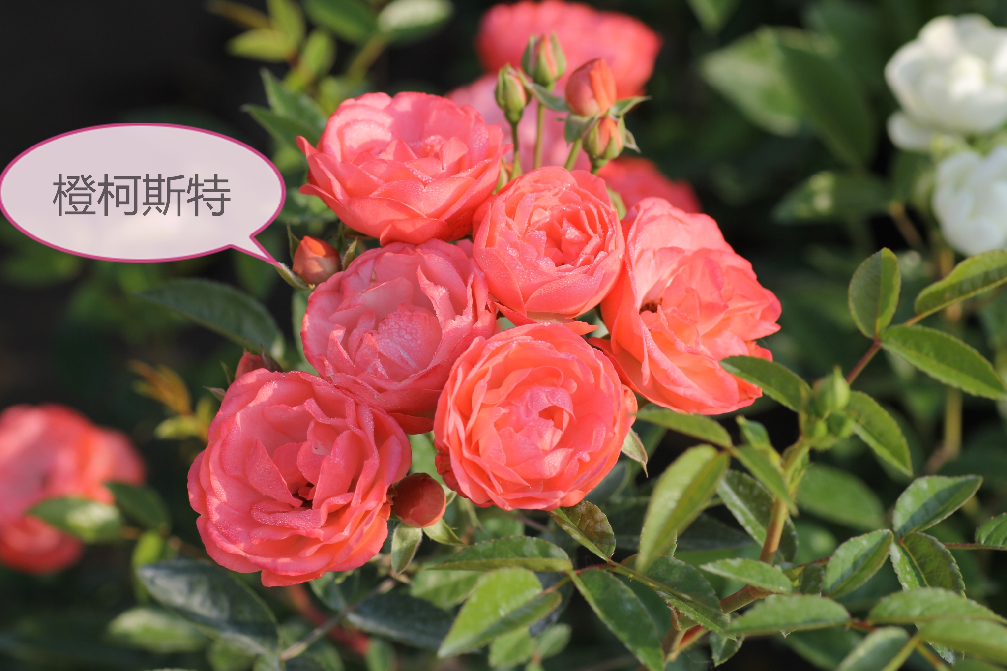 大兴月季园的月季有多少种,北京最大的月季基地在哪