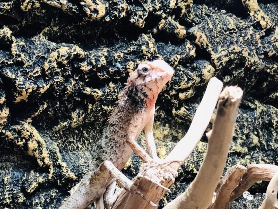 湛江爬宠店,深圳爬宠店在哪里