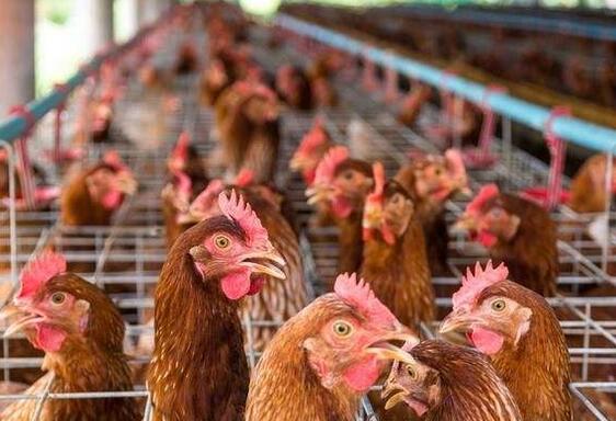 冬天鸡容易得的病,冬天鸡为什么会死