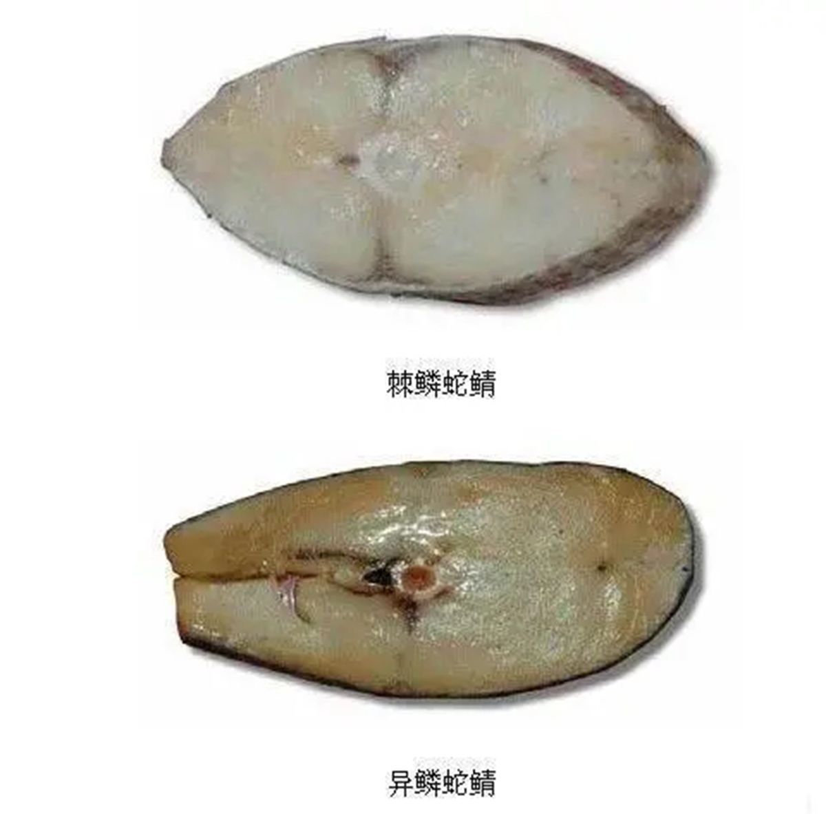 名不虚传的费裤衩鱼，吃完化身喷油射手，香滑口感带来尴尬境遇