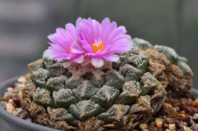 世界上最稀有最名贵的花,世界上最漂亮名贵的花