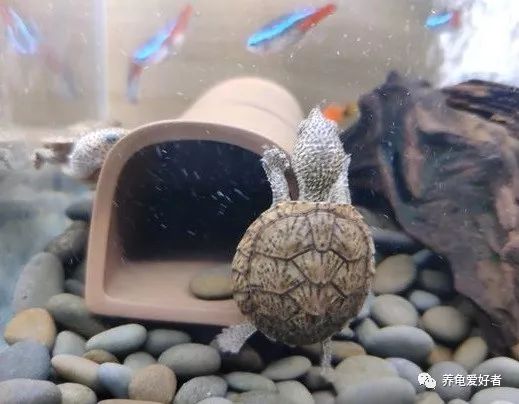 乌龟与鳖龟的生长环境有什么区别,刚到家的龟怎么能快速适应环境