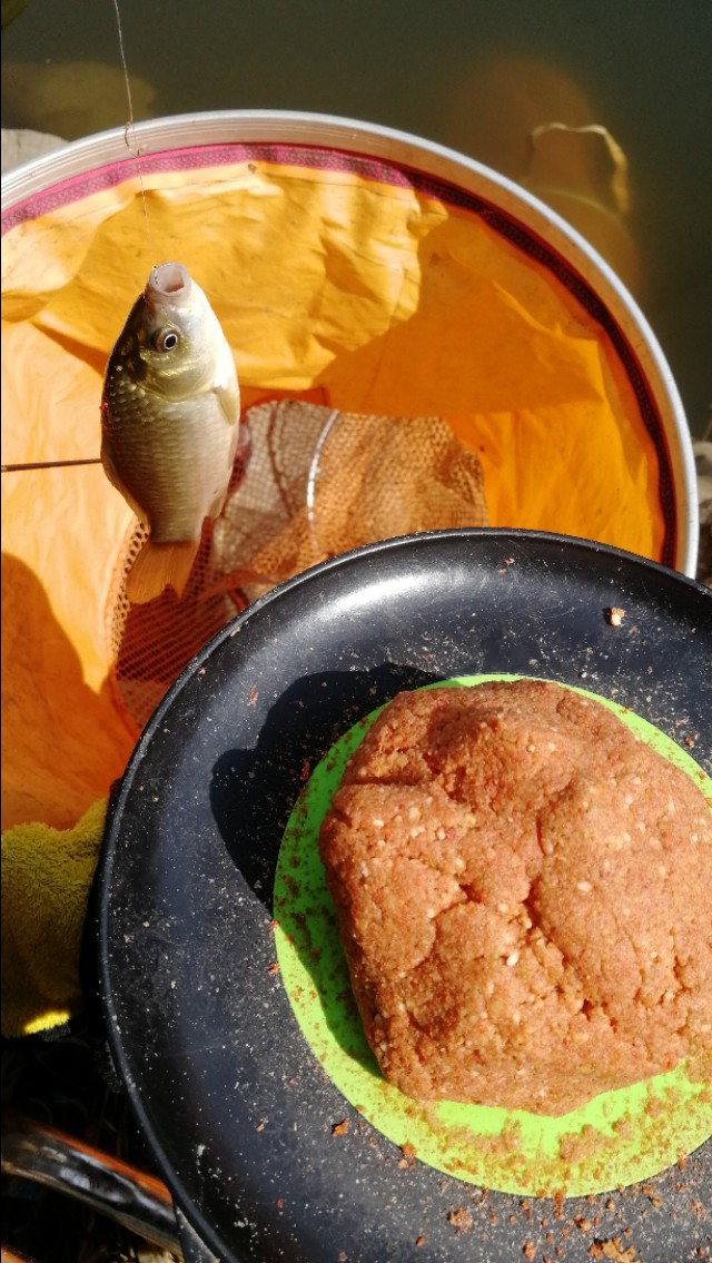 天凉了野钓该怎么钓,天热钓鲫鱼的正确方法