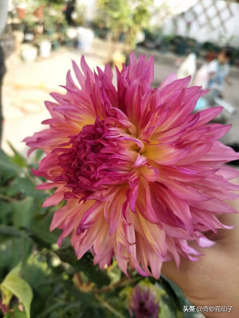 大丽花冬季养护，做到这几点，可以让它轻松安全越冬