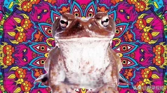 澳洲的蛤蟆有哪些,澳洲蛤蟆泛滥成灾