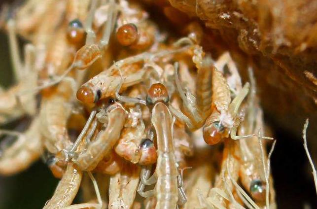 昆虫界战斗力最强的昆虫,谁是昆虫界最厉害的杀手