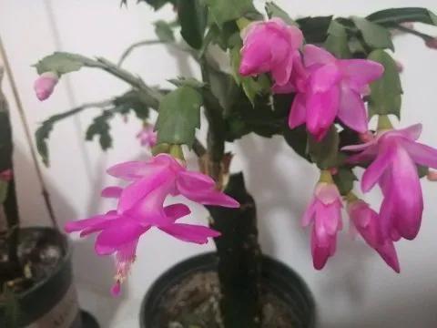 15种蟹爪兰品种介绍,蟹爪兰哪些品种好看