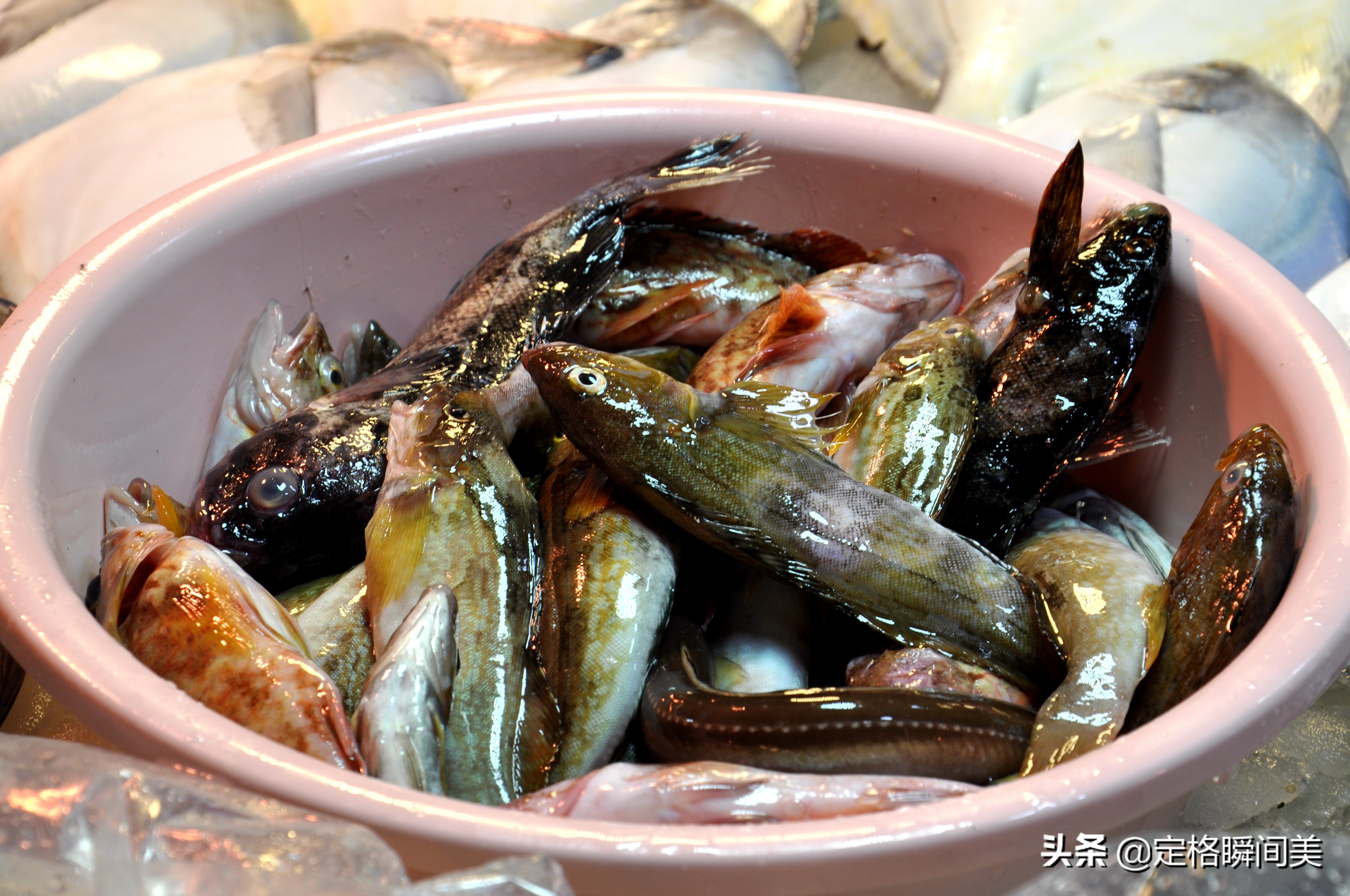 禁渔期青岛垂钓爱好者,青岛休渔期去哪里钓鱼