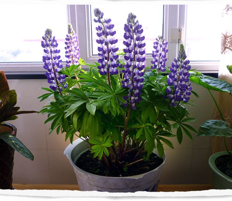 木兰花冬季养护,木兰花平时养护