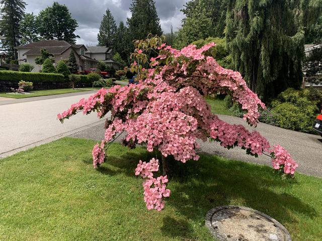 老赵的加拿大工签记——得罪中介篇（下）