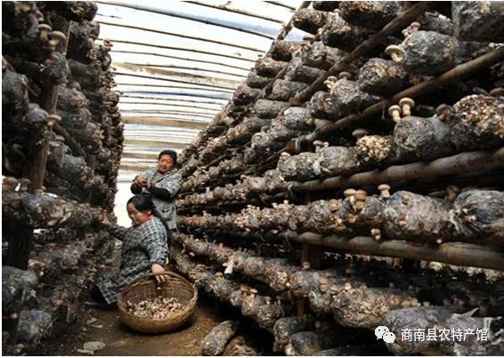 商南土特产及中药材有哪些,商南过风楼香菇基地