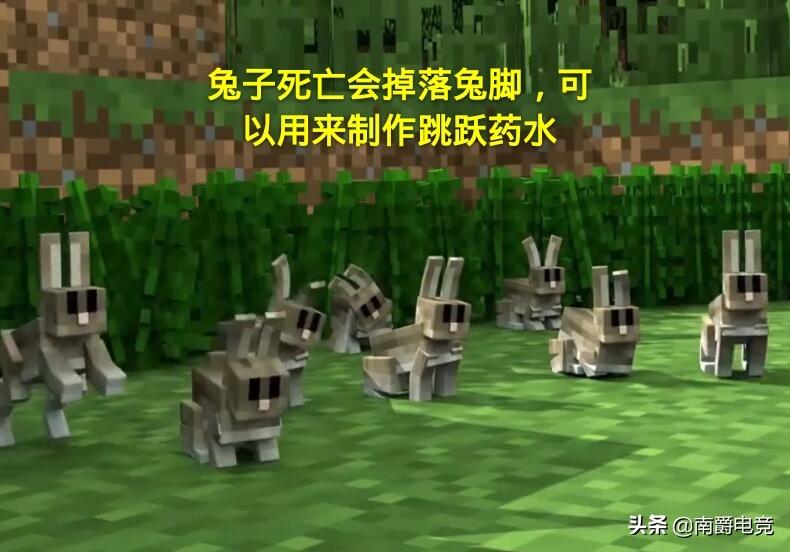 我的世界全部动物冷知识,兔子的冷知识之我的世界